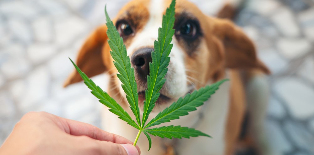 Dog introduced to CBD